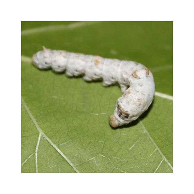 normal silkworm food