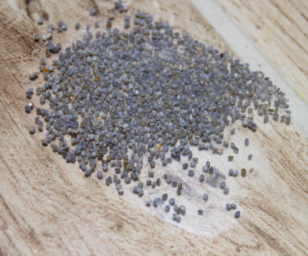 Silkworm Egg Hatching Instructions