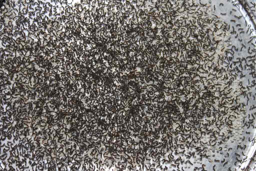 Silkworm Egg Hatching Instructions